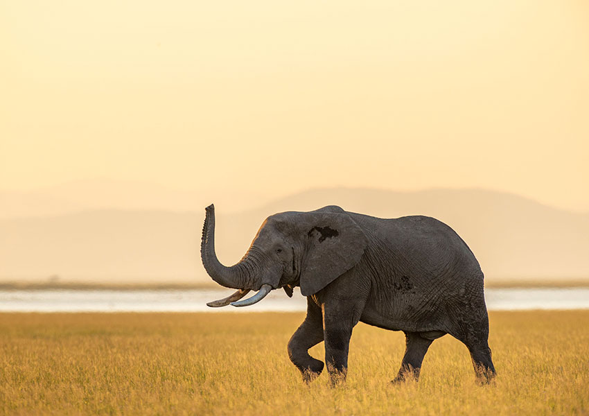 Fotoreise-Afrika-Elefant