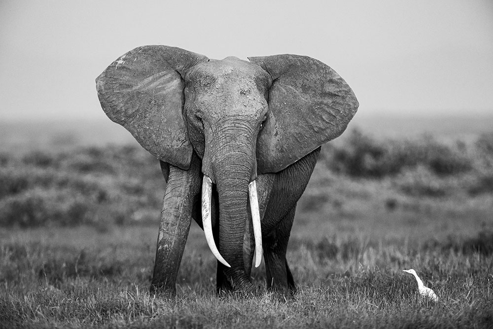 elefant6